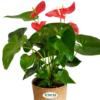 Anthurium - red (Flamingo lily)