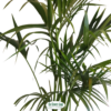 Howea forsteriana (Kentia palm)